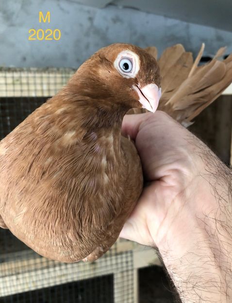 EBD2827A-CE89-41ED-A618-FF13B19F2008 - Poze noi