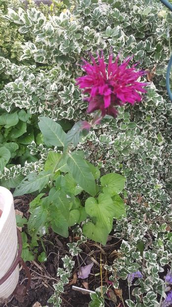 monarda didyma - Gradina si terasa PrimaLuce_7-Hello 2020