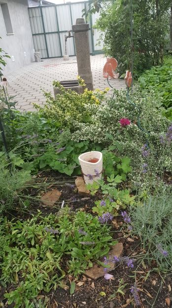 iulie 2020 - Gradina si terasa PrimaLuce_7-Hello 2020