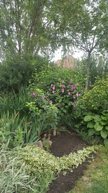 iulie 2020 - Gradina si terasa PrimaLuce_7-Hello 2020