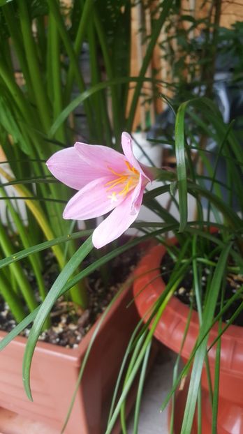 zephyranthes rosea - Gradina si terasa PrimaLuce_7-Hello 2020