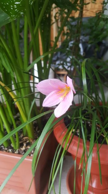 zephyranthes rosea - Gradina si terasa PrimaLuce_7-Hello 2020