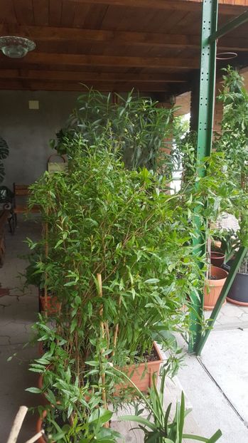 punica granatum - Gradina si terasa PrimaLuce_7-Hello 2020