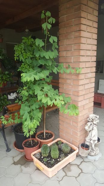 ginkgo biloba - Gradina si terasa PrimaLuce_7-Hello 2020