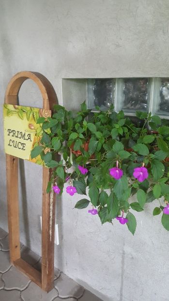 achimenes pink - Gradina si terasa PrimaLuce_7-Hello 2020