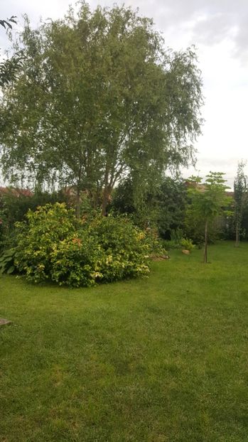 iulie 2020 - Gradina si terasa PrimaLuce_7-Hello 2020