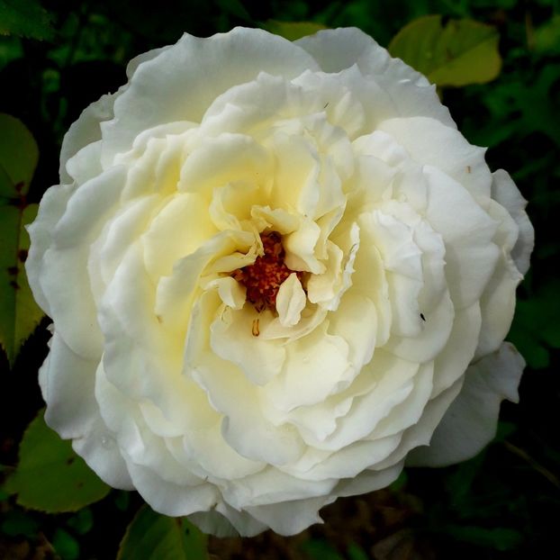  - TRANDAFIRI_2020_2024