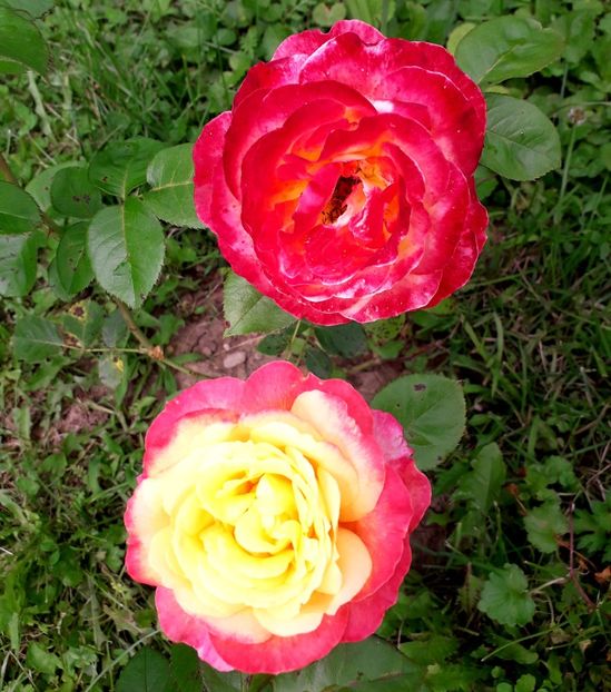  - TRANDAFIRI_2020_2024