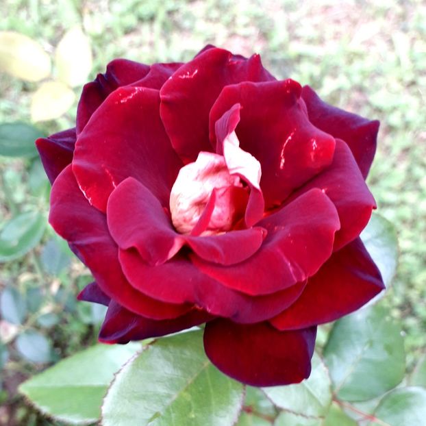  - TRANDAFIRI_2020_2024