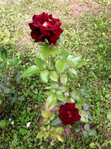  - TRANDAFIRI_2020_2024