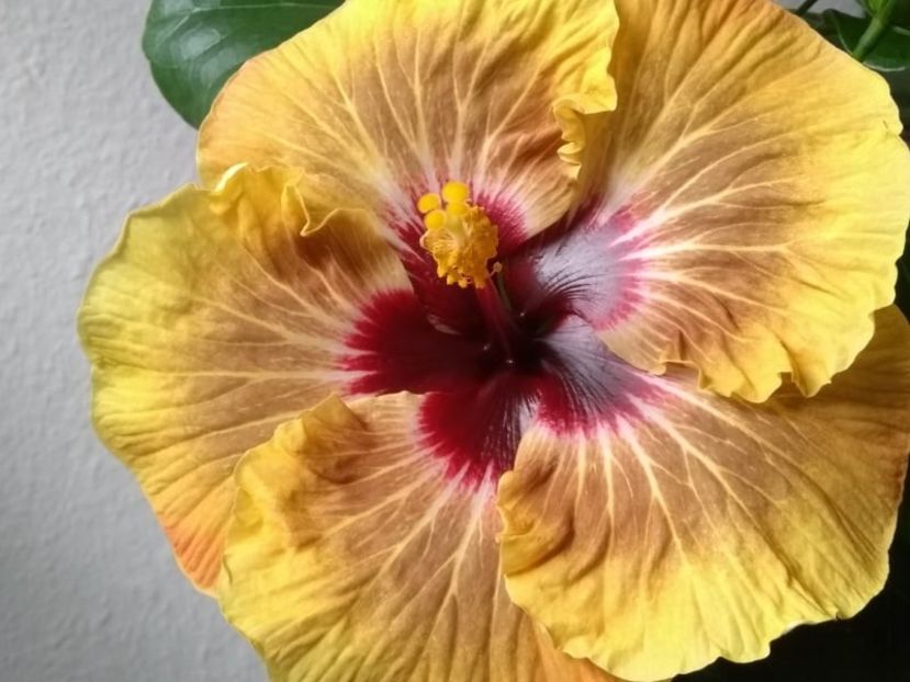4 - Hibiscus din seminte 2020-2021