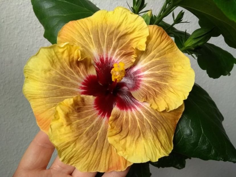  - Hibiscus din seminte 2020-2021