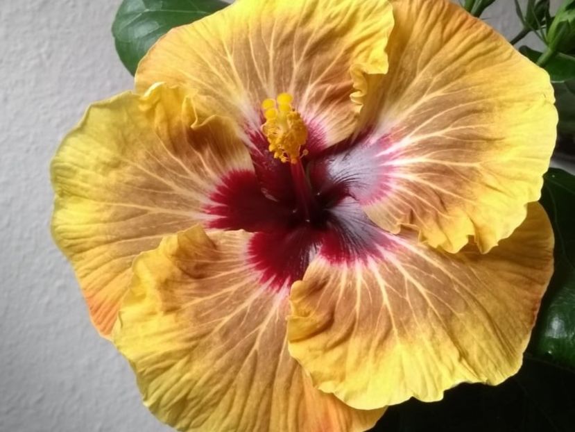  - Hibiscus din seminte 2020-2021
