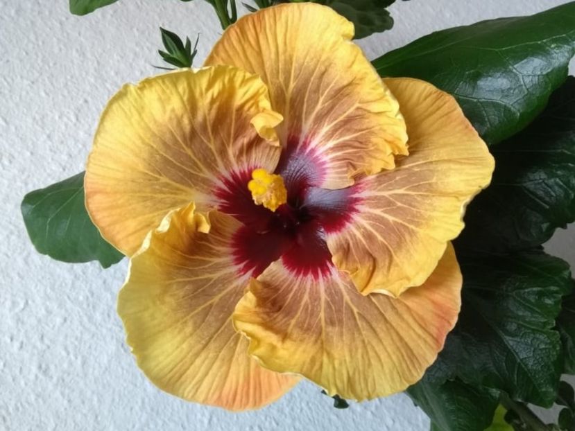  - Hibiscus din seminte 2020-2021