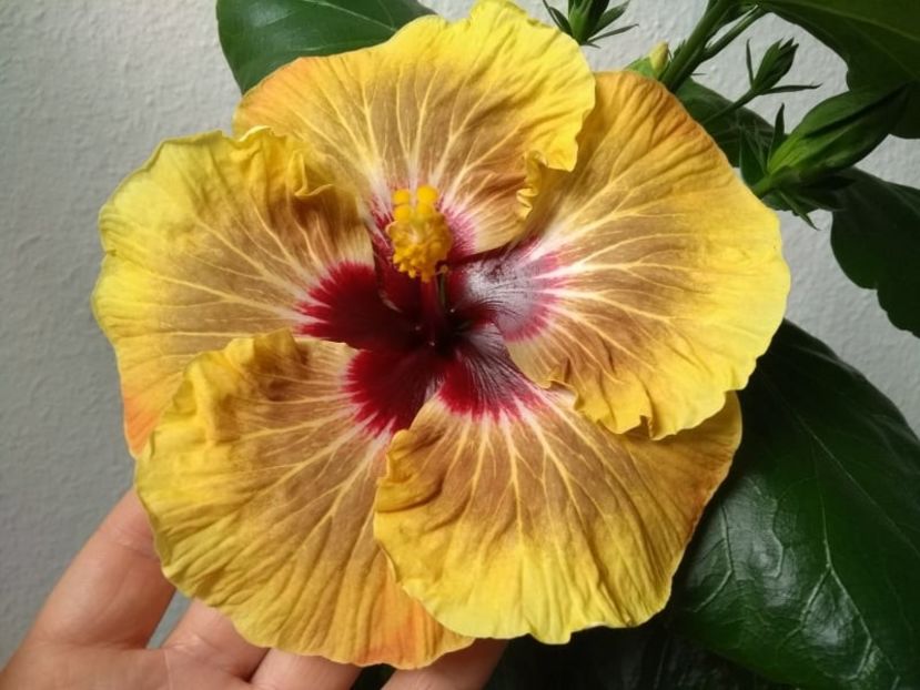  - Hibiscus din seminte 2020-2021
