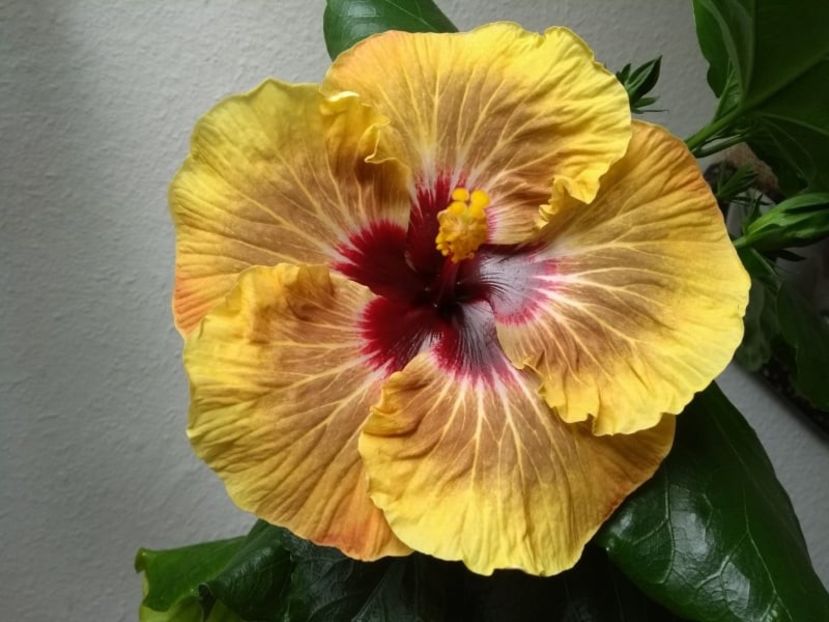  - Hibiscus din seminte 2020-2021
