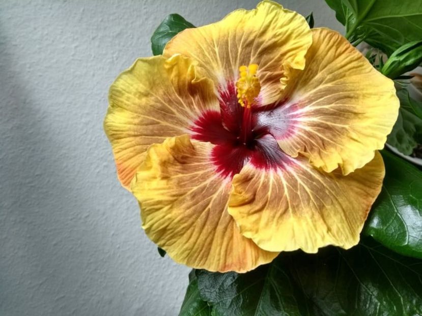  - Hibiscus din seminte 2020-2021