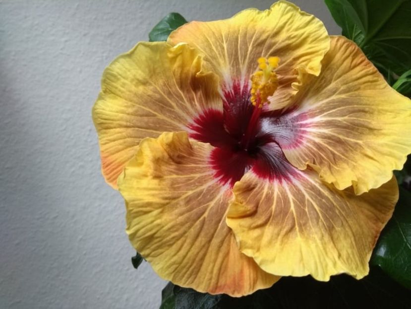  - Hibiscus din seminte 2020-2021