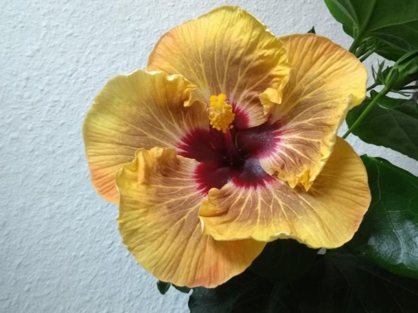  - Hibiscus din seminte 2020-2021
