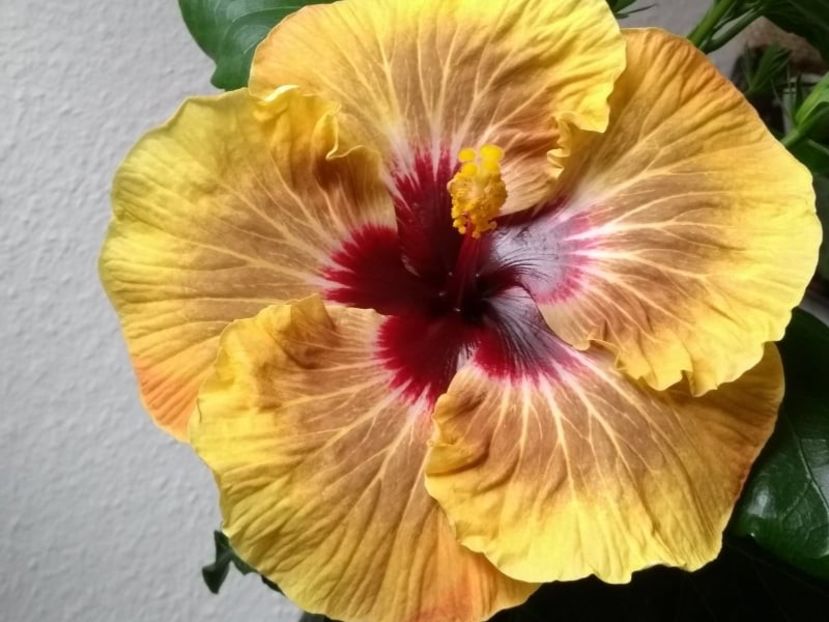  - Hibiscus din seminte 2020-2021