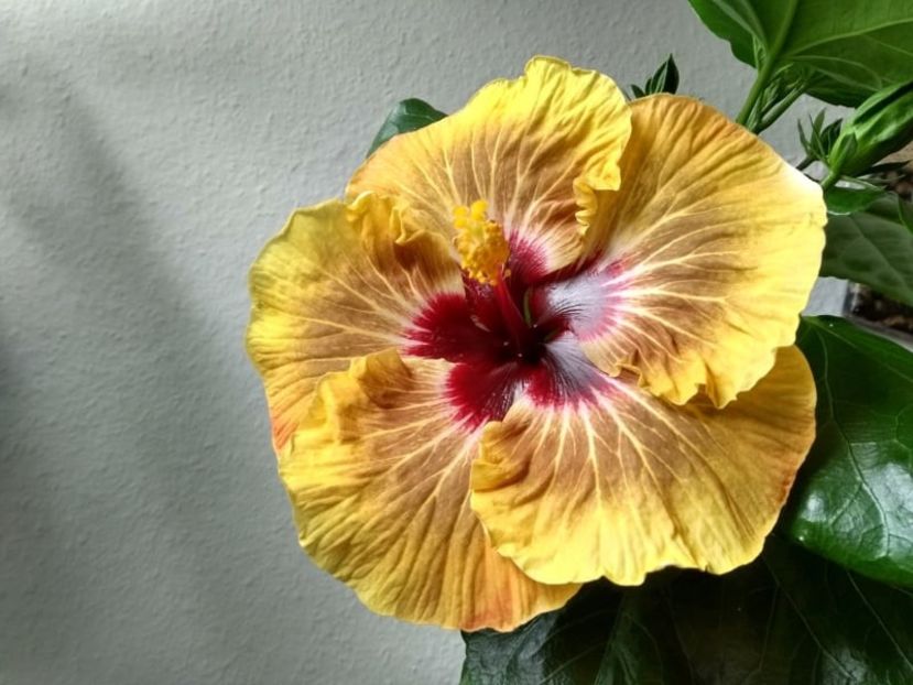  - Hibiscus din seminte 2020-2021