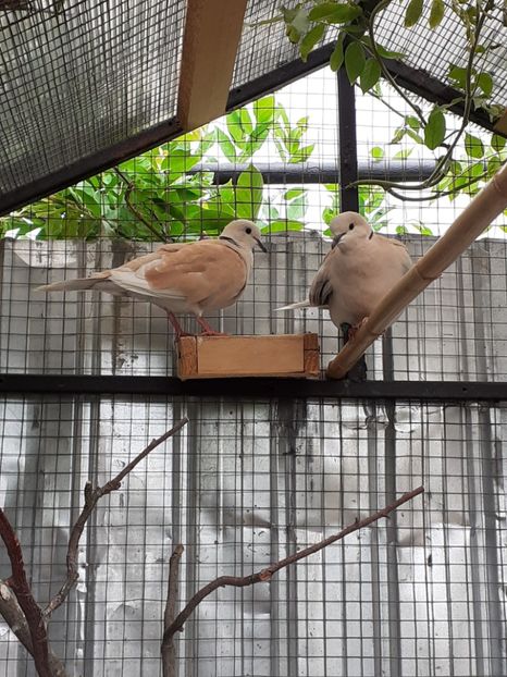  - Noua volieră ptr turturele rizătoare