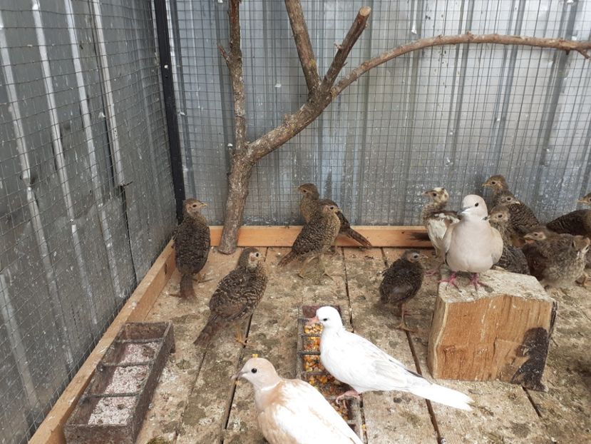  - Noua volieră ptr turturele rizătoare