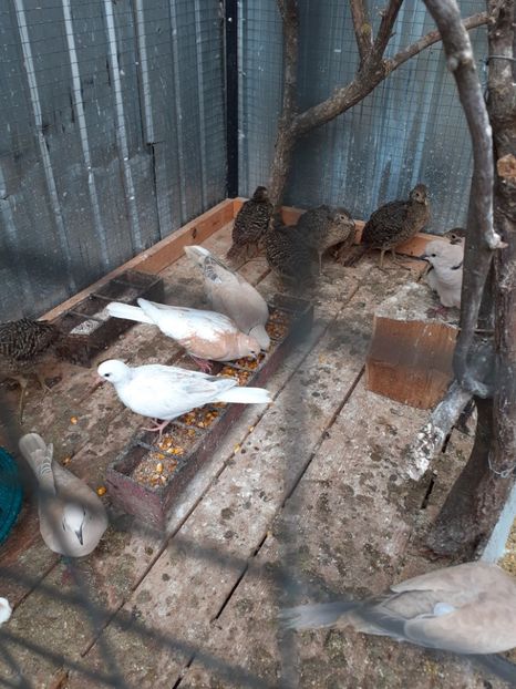  - Noua volieră ptr turturele rizătoare