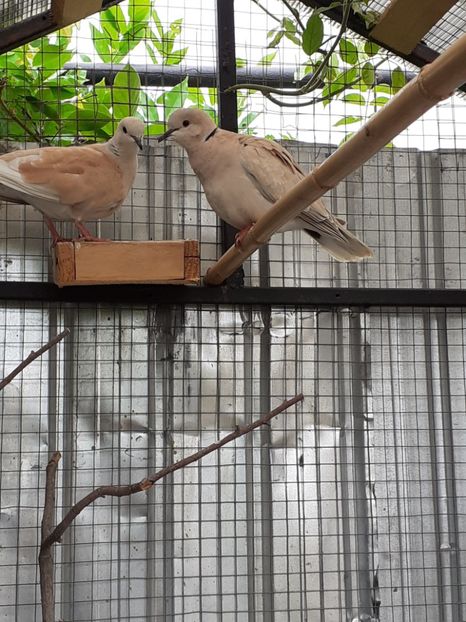  - Noua volieră ptr turturele rizătoare