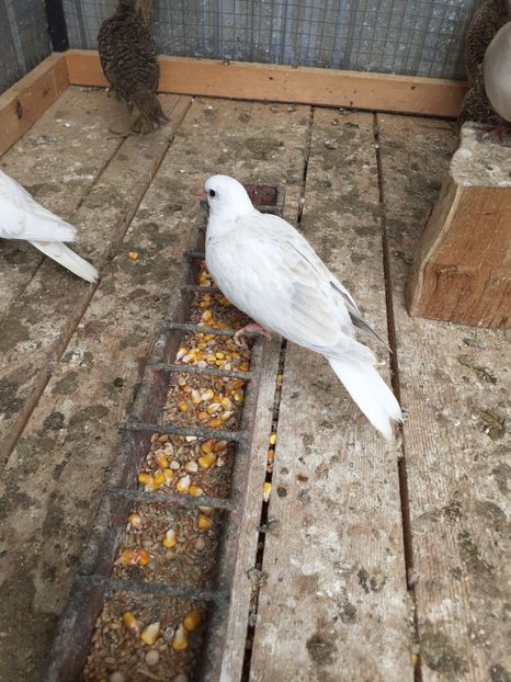  - Noua volieră ptr turturele rizătoare