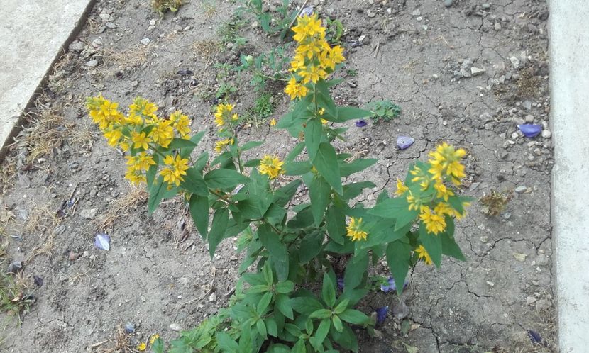  - Lysimachia punctata