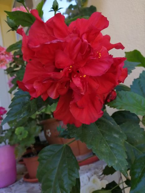  - Balsam pentru suflet