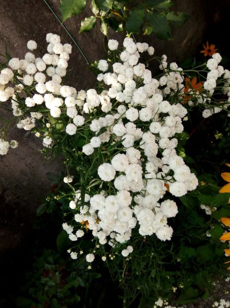  - 0- PHLOX - ECHINACEA- RUDBECKIA- si alte perene