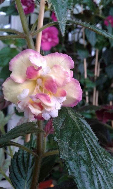  - Achimenes Nia 2020