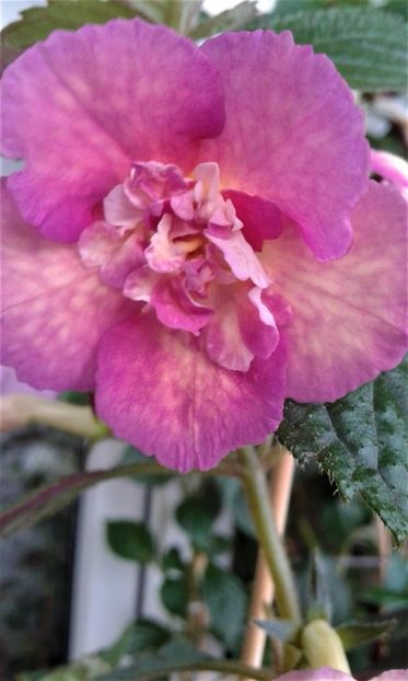  - Achimenes Nia 2020