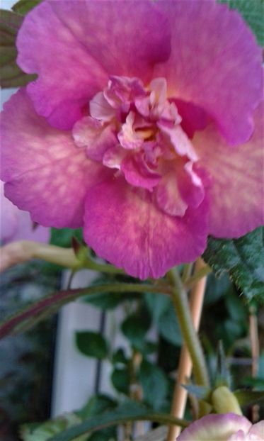  - Achimenes Nia 2020