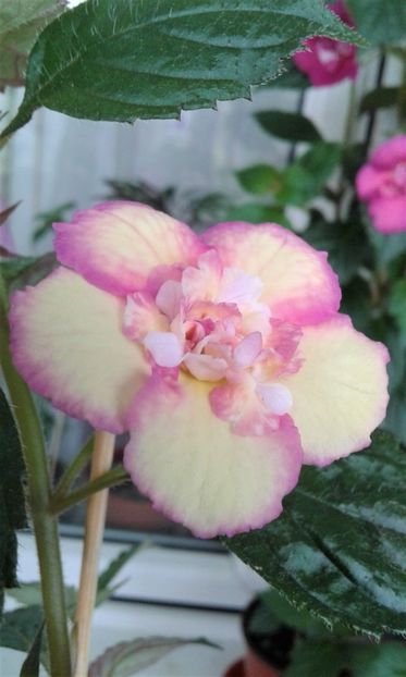  - Achimenes Nia 2020