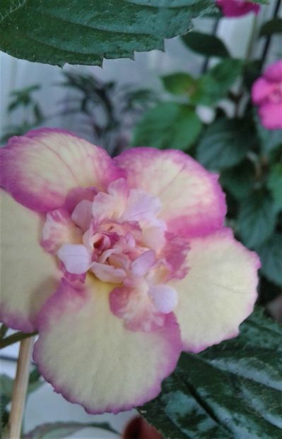  - Achimenes Nia 2020