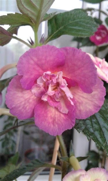  - Achimenes Nia 2020