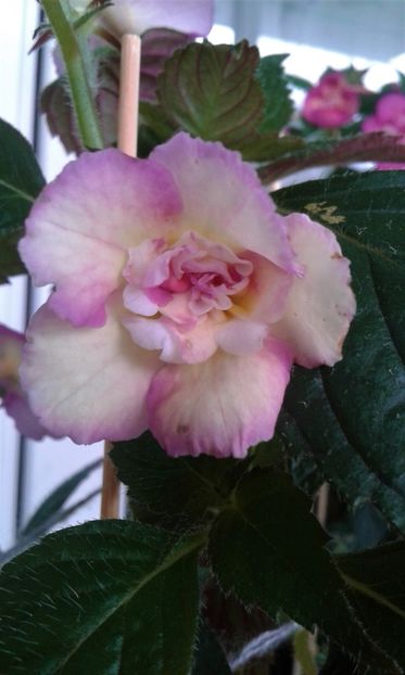  - Achimenes Nia 2020