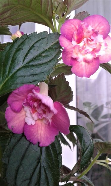  - Achimenes Nia 2020