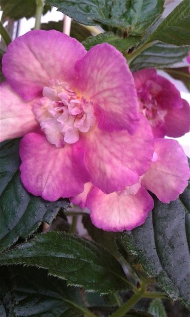  - Achimenes Nia 2020