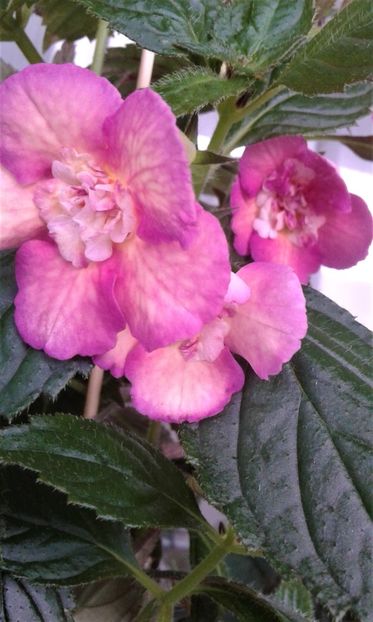  - Achimenes Nia 2020