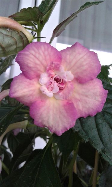  - Achimenes Nia 2020