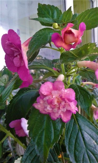  - Achimenes Nia 2020