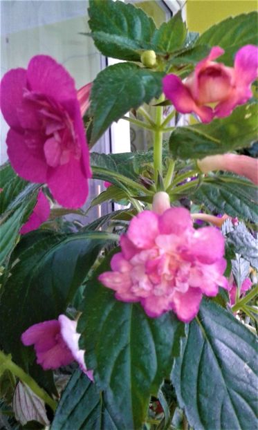  - Achimenes Nia 2020