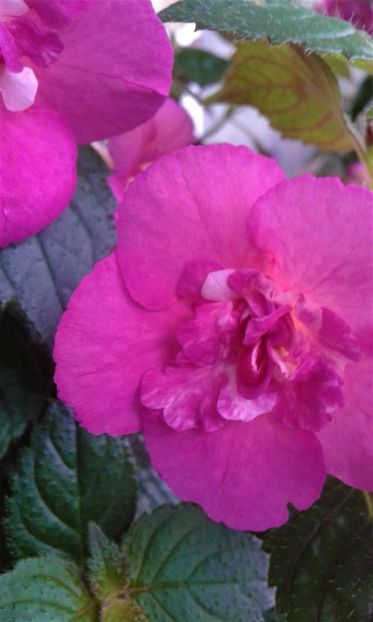  - Achimenes Nia 2020