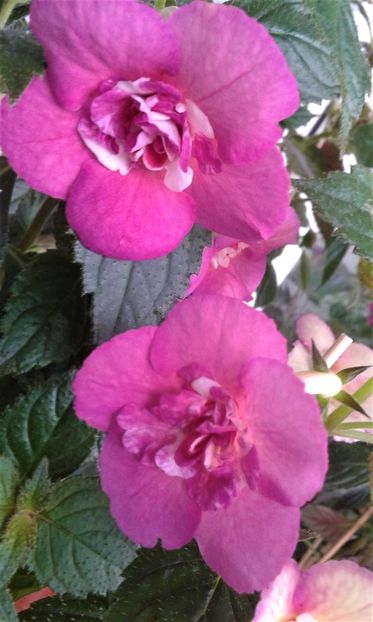  - Achimenes Nia 2020