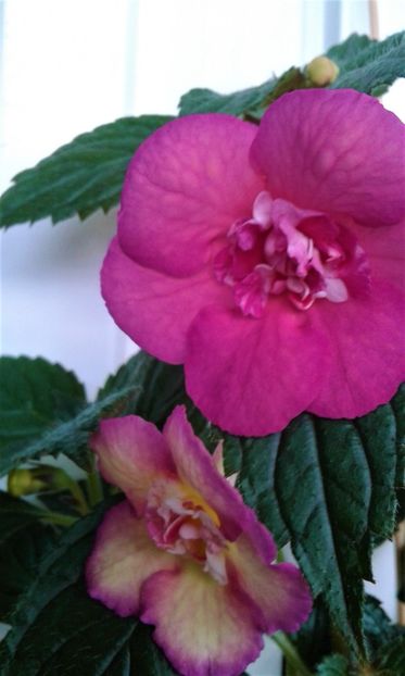  - Achimenes Nia 2020