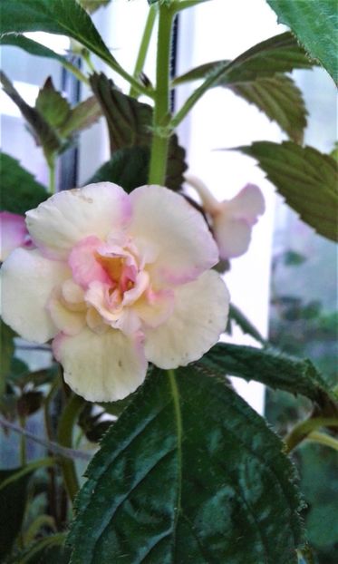  - Achimenes Nia 2020